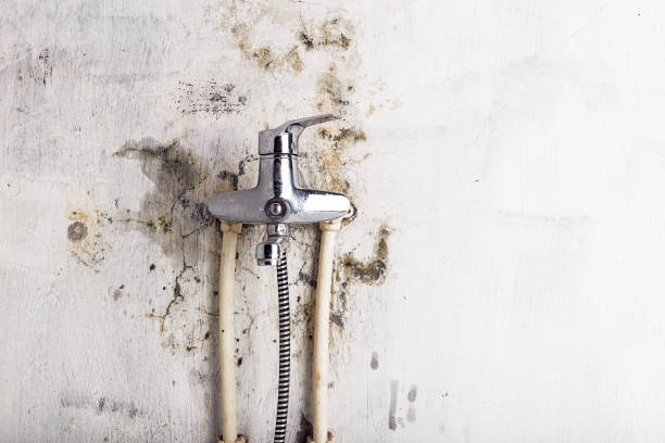 Best Mold Damage Repair  in Russell, KS