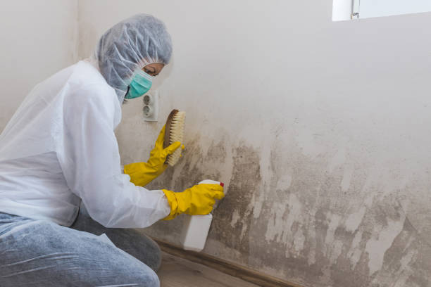 Best Mold Removal Company Near Me  in Russell, KS