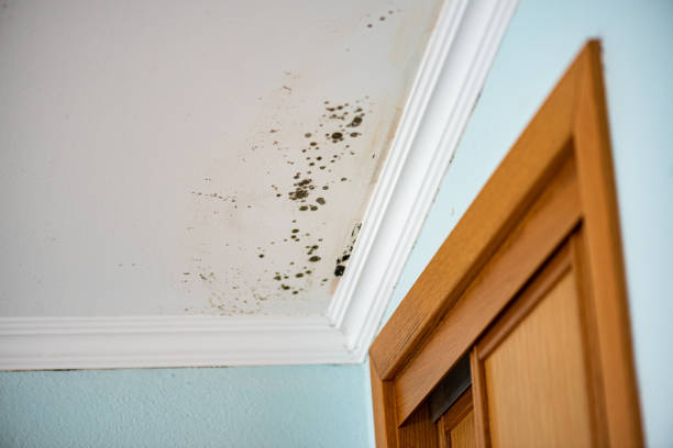 Best Crawl Space Mold Removal  in Russell, KS