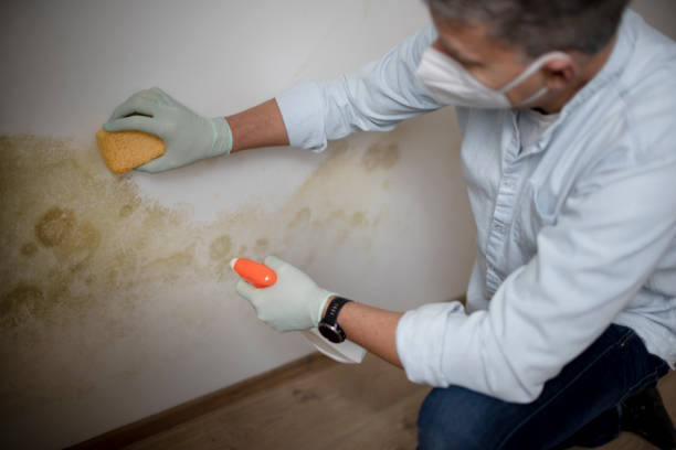 Best Affordable Mold Removal  in Russell, KS