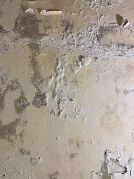 Best Emergency Mold Removal  in Russell, KS