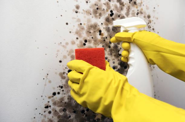 Best Commercial Mold Removal  in Russell, KS