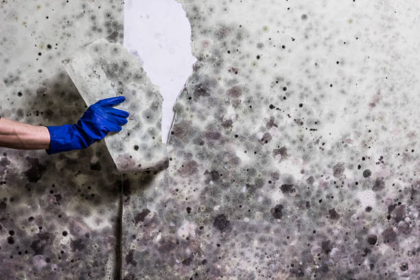 Best Mold Testing  in Russell, KS
